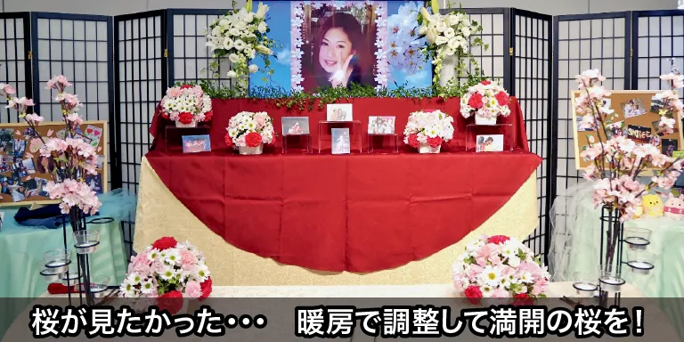 桜が見たかった・・・　暖房で調整して満開の桜を！